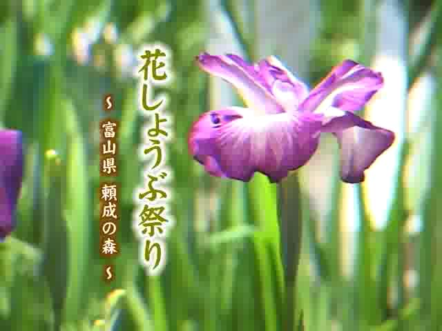 [214] 070617 花しょうぶ祭り