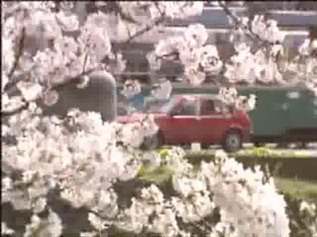 桜の花吹雪