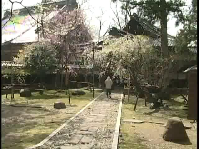 善徳寺の桜