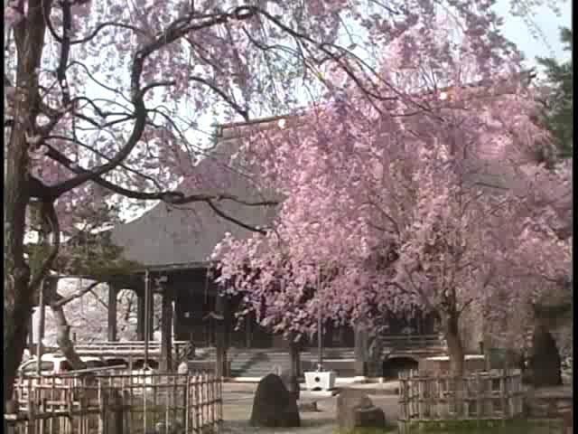 聞名寺のしだれ桜