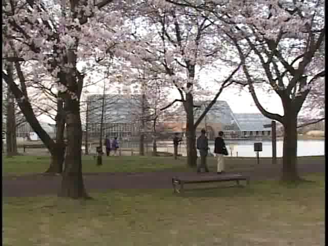 中央植物園の桜