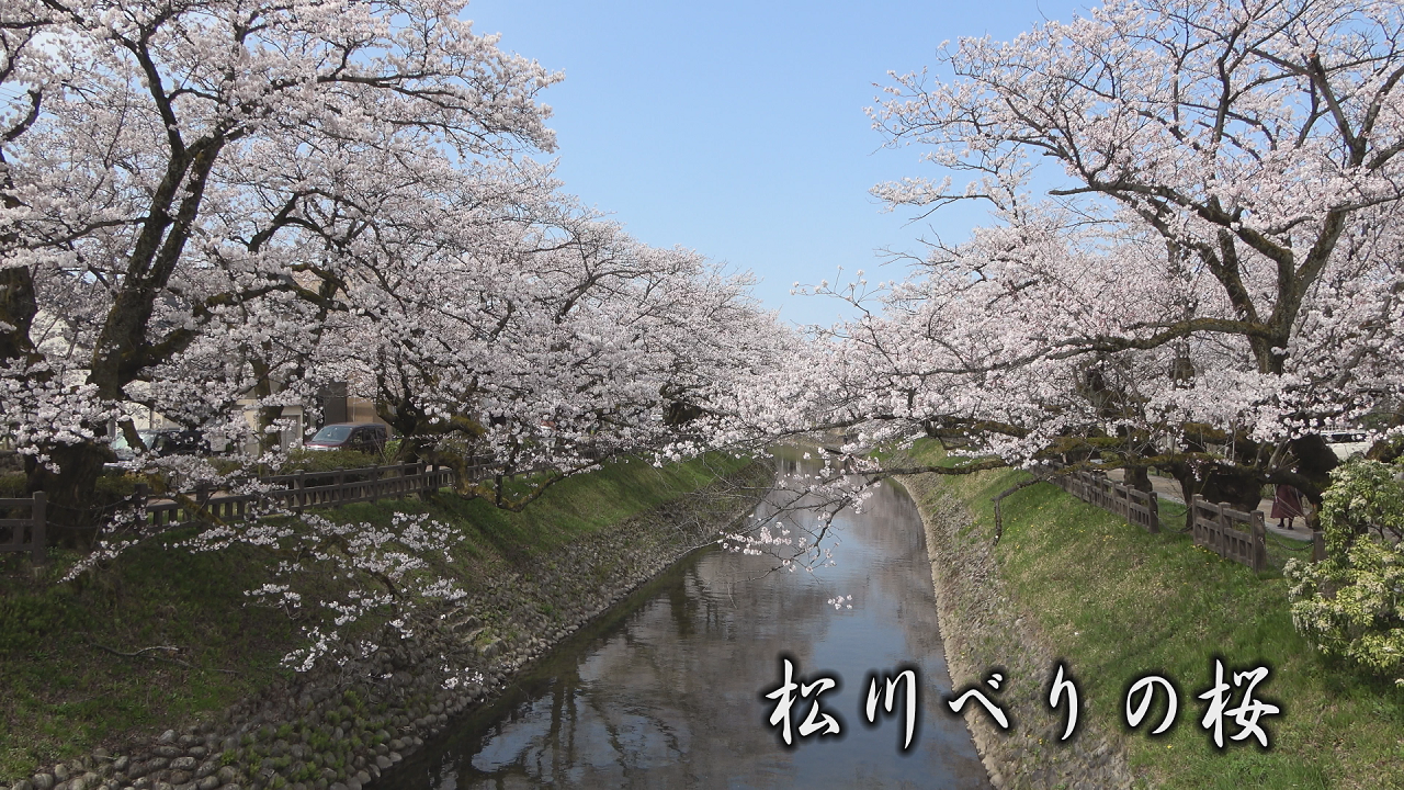 [520]220406松川べりの桜