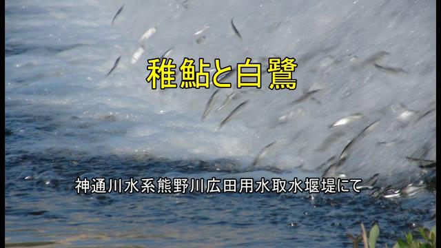 稚鮎と白鷺｜平成27年度「とやま映像コンクール ふるさと部門」優良賞