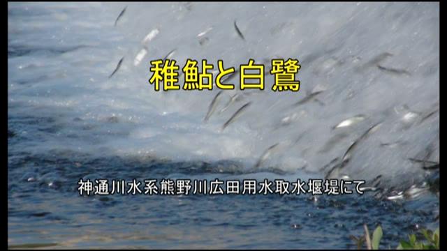 稚鮎と白鷺　[更新版]｜平成27年度「とやま映像コンクール ふるさと部門」優良賞