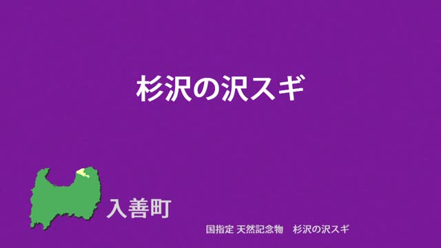 文化財クリップ17　杉沢の沢スギ