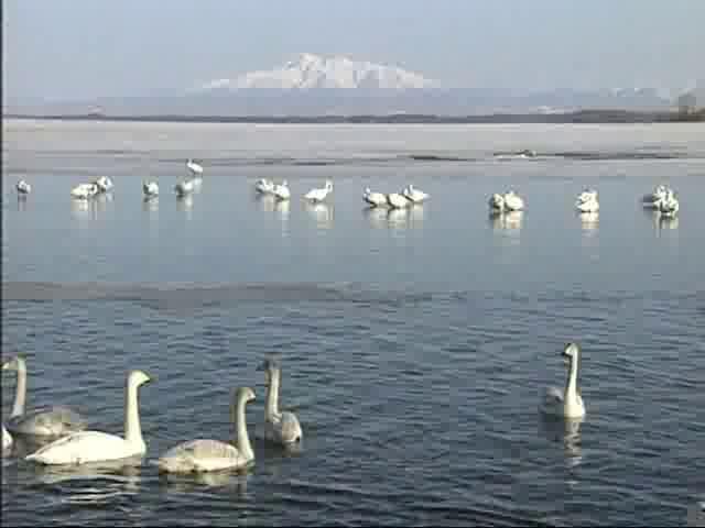 涛沸湖の白鳥①
