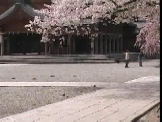 護国神社の桜