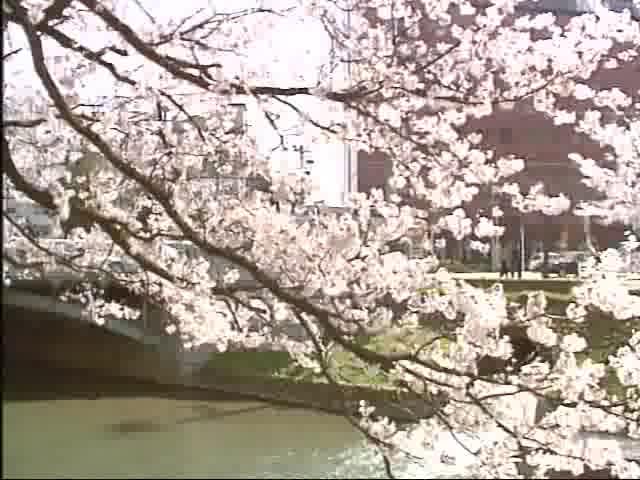 松川の桜と電車