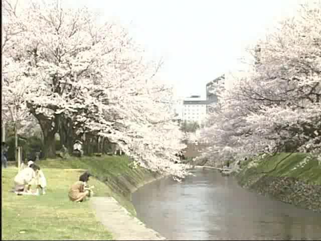 桜の花と小鳥