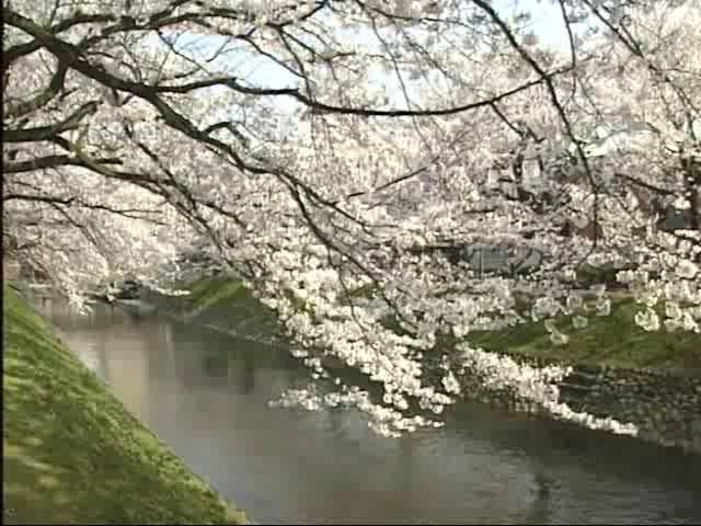 桜川下流と桜