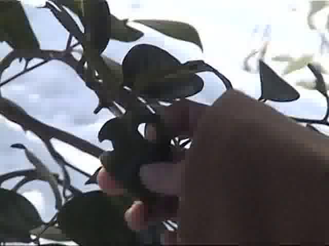 冬の呉羽山　－葉を食べる虫－