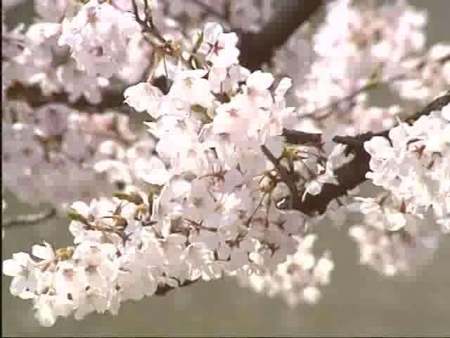 松川の川べり