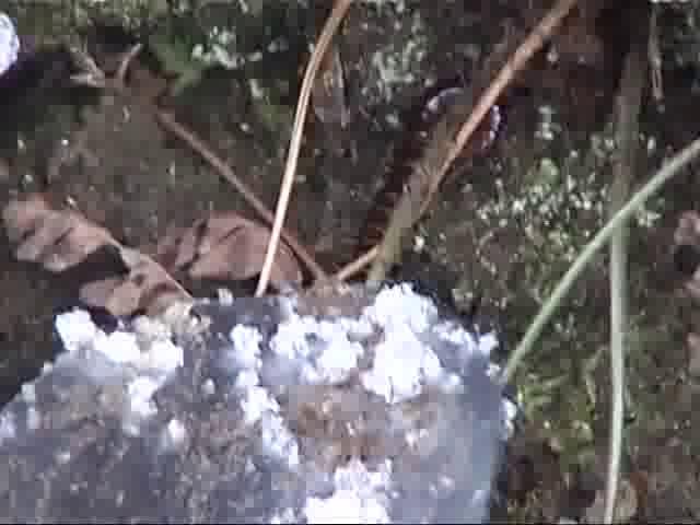 冬の呉羽山　－ジャンボムカデ－