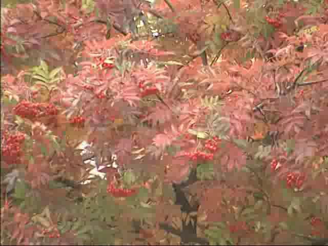 紅葉