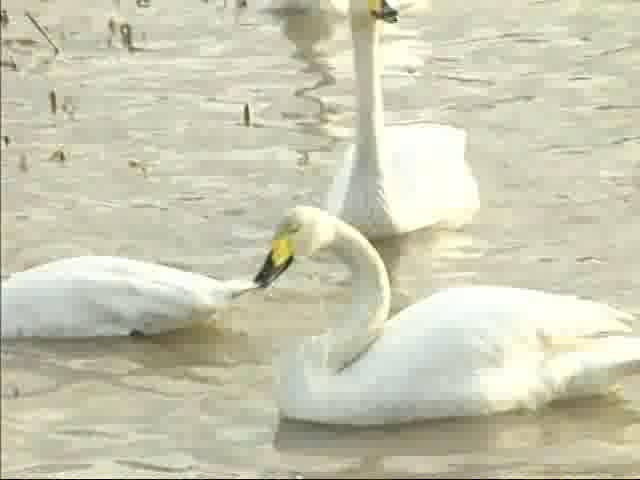 田尻池の白鳥達2