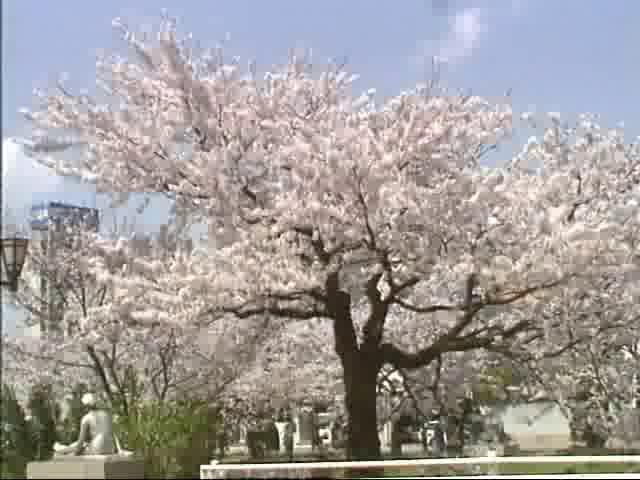 桜