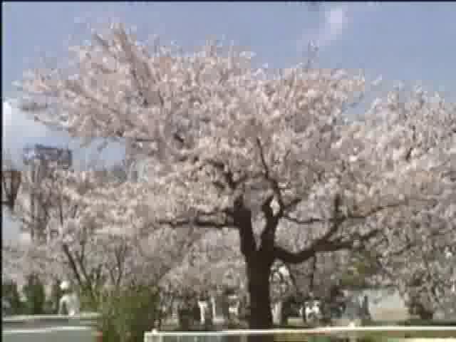 風に揺れる桜