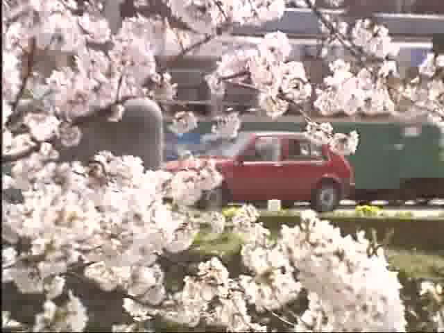 桜の花吹雪