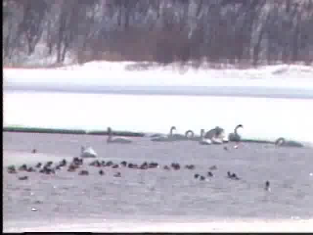 涛沸湖の白鳥2