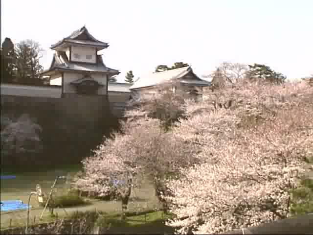 兼六園の桜