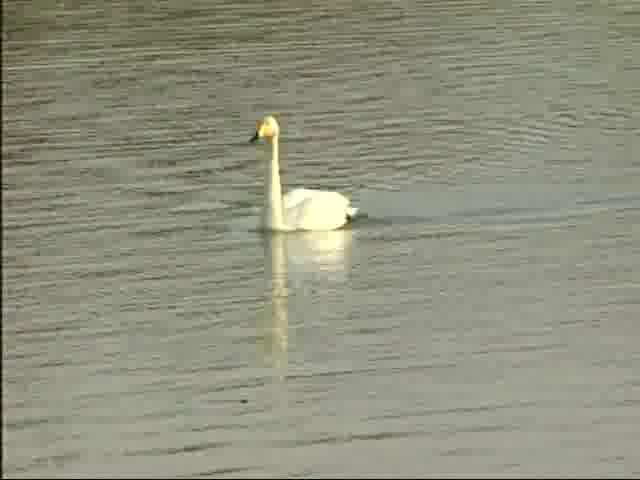 田尻池の白鳥達1