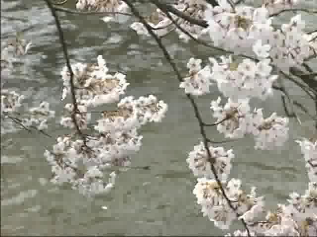 桜川上流と桜