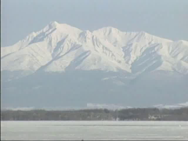 涛沸湖の白鳥②