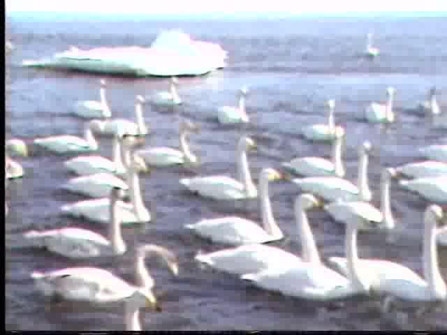 涛沸湖の白鳥