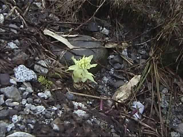 弥陀ヶ原の自然3～立山荘付近～