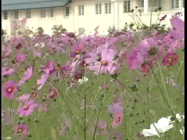 コスモス満開　－城端町桜ヶ池－