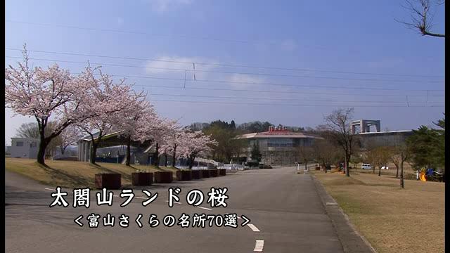 [446] 120419 太閤山ランドの桜