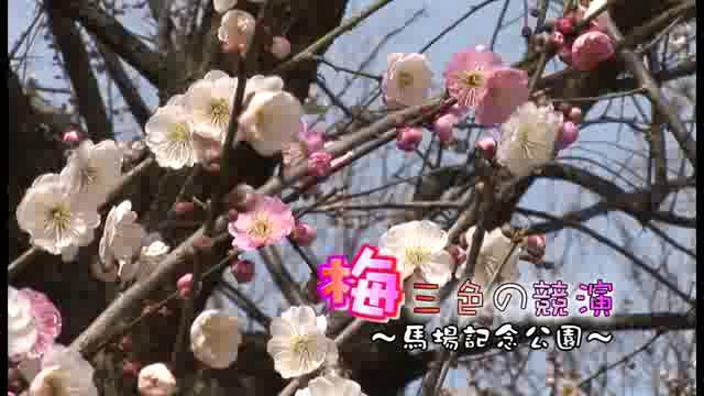 [443] 130322 梅三色の競演