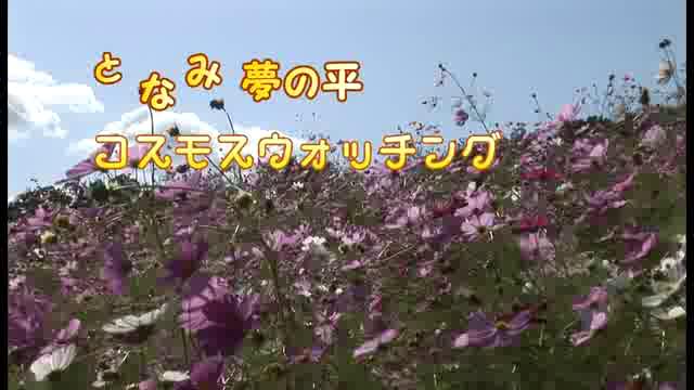 [458] 131013 となみ夢の平コスモスウォッチング