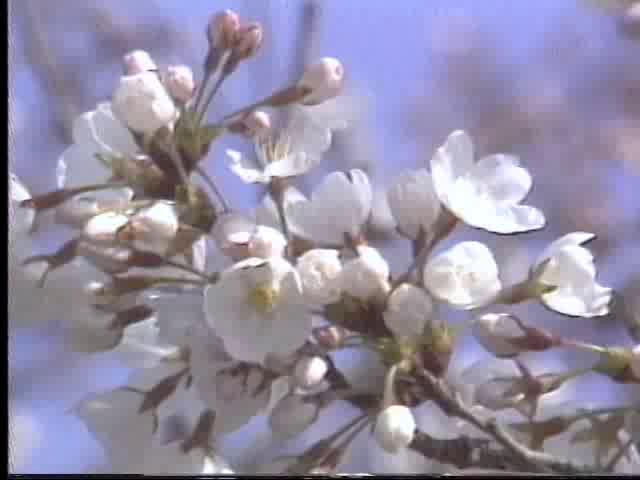 ’82松川の桜