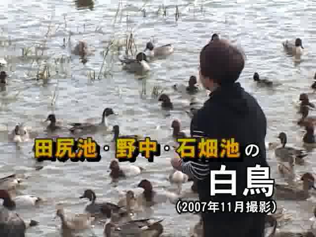 [327] 071124 田尻池・野中・石畑池の白鳥