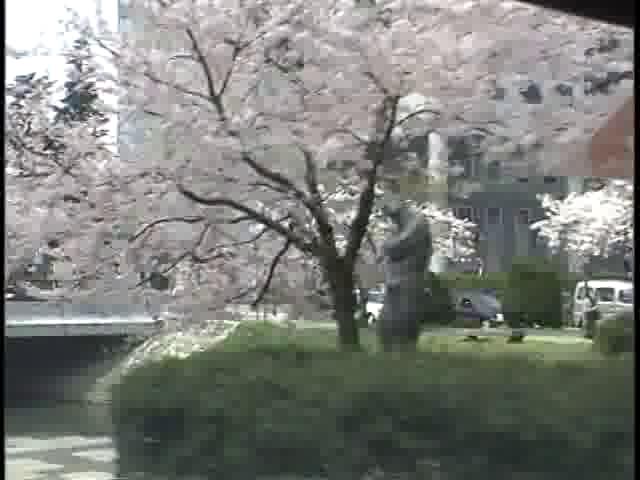 松川べりの桜