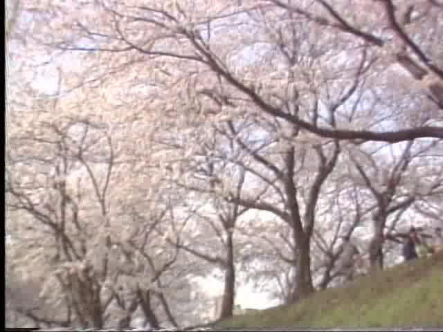 足羽川の桜