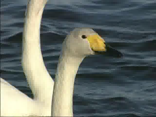 涛沸湖の白鳥③