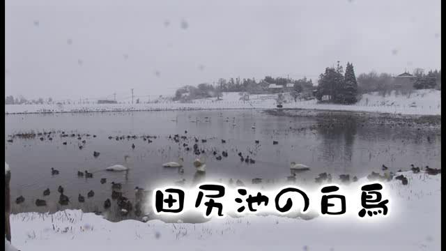 [440] 130110 田尻池の白鳥