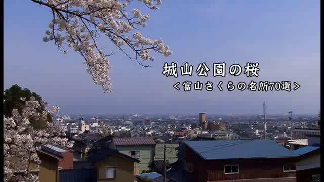 [445] 120419 城山公園の桜