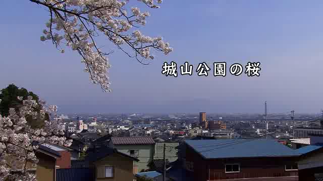 [420] 120419 城山公園の桜