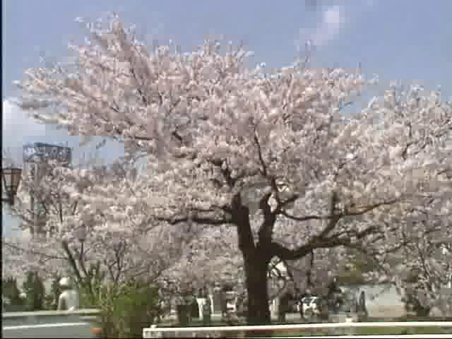 風に揺れる桜