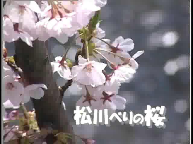 [002] 030410 松川べりの桜