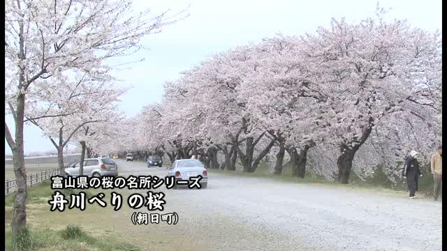 [432] 110418 舟川べりの桜