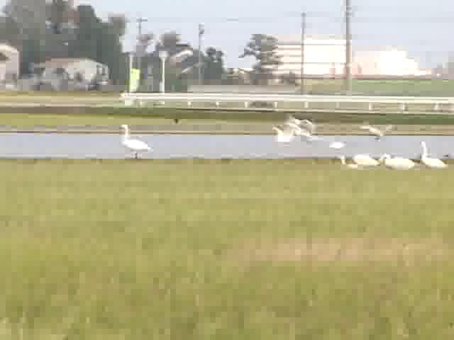 [244] 071124 田尻池・野中・石畑池の白鳥