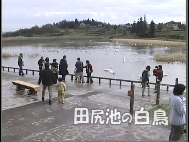 [071] 031215 田尻池の白鳥