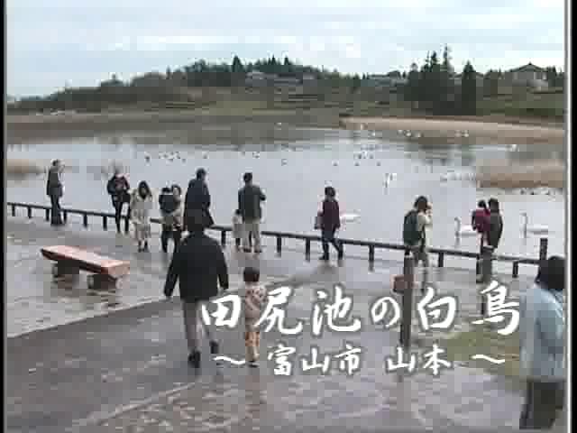 [104] 031215 田尻池の白鳥 －富山市 山本－