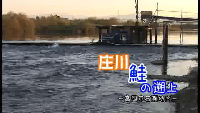 [388] 101125 庄川　鮭の遡上