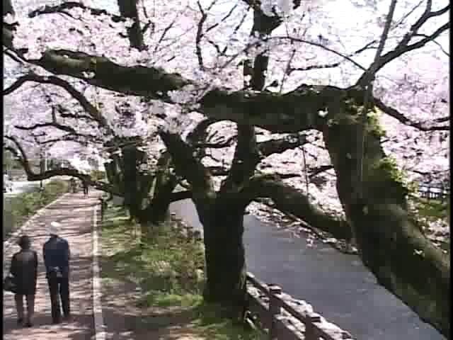 松川べりの桜