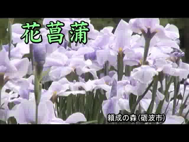 [261] 080615 花菖蒲　－頼成の森－